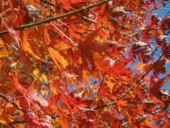 深まる紅葉～携帯にあわせて