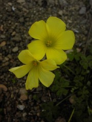 携帯でお花を撮りました～☆貴女に☆