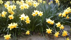 鮮やかな黄色の～水仙