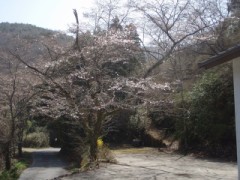 桜の花～3/1７火曜日