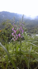 ☆さのぼり☆って言葉を知っていますか