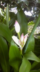 庭の花です～☆