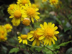 黄色い菊の花～☆