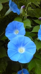 夏の終わりに見かけた風景