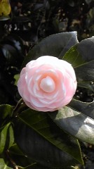 今年も山茶花や椿の咲く季節になりました～☆