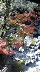 紅葉の季節～☆