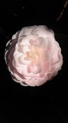 ☆ピンクの椿～☆