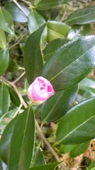 ピンクの椿～☆