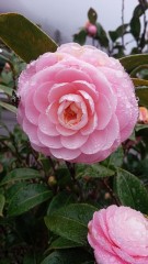 濡れた花びら
