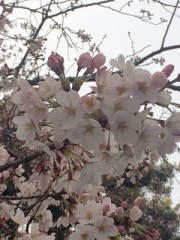 桜も終わりですね。