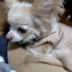 ワンコとゴロゴロした日