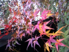 物思いにふける