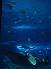 ちゅら海水族館