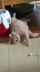 【お題日記】「愛してる」って素直に言えますか？