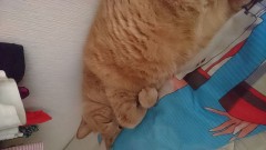 うちのにゃんこ