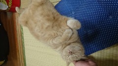 【お題日記】イヌ派？ネコ派？それとも？