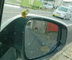 克服できない事