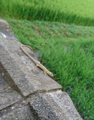 ジュラシックパーク？