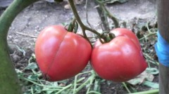 ♪愛しあう～ふた～り、し～あわせの空♪