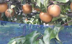 予想通り(￣▽￣;)