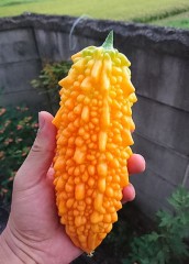 色白と色黒どちらが好き？