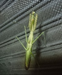 一度触ってみたいあのカラダ