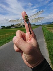 モテ期♪(/ω＼*)