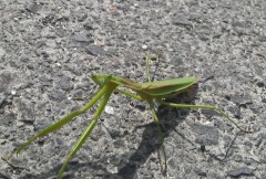 通せんぼ！(# ﾟДﾟ)