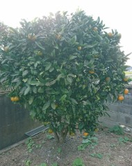 【お題日記】あなたの平均睡眠時間は何時間？