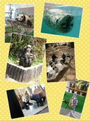 動物園で一番好きな動物は？