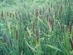 【お題日記】いつもチェックしているサイト