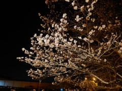 【お題日記】公衆電話最後に使ったのいつ？