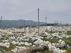 【お題日記】これ一回食べてみてと言いたい物は？