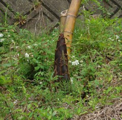 【お題日記】イメチェンの失敗談