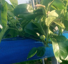 【お題日記】克服できない食べ物