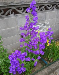 【お題日記】好きな牛丼屋さんは？