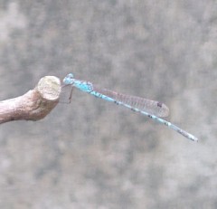 【お題日記】付き合うなら見た目？性格？