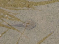 【お題日記】今のアナタの髪形は？