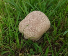 【お題日記】今1番力を注いでいること