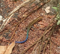 【お題日記】最近買うのやめたもの