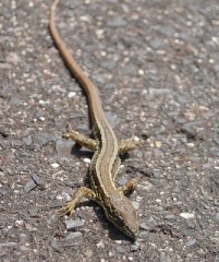 【お題日記】激しい派？優しい派？