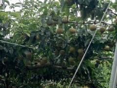 【お題日記】スマホにロックはかけてる？