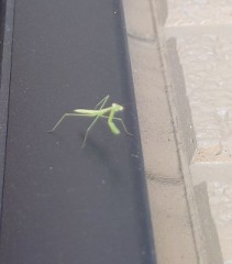 【お題日記】自信のある体の部分教えて