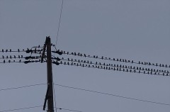 【お題日記】燃えるのはやせ型？ぽっちゃり型？