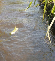 【お題日記】今までで何回告白した？