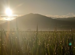 【お題日記】今年は海行った？行く予定？