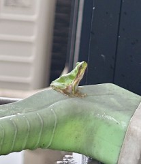 【お題日記】柔軟剤なに使ってる？