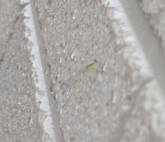 【お題日記】会社でHしたことある？