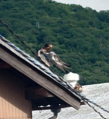 【お題日記】恥じらいは大事？