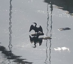 【お題日記】拡張といえば？